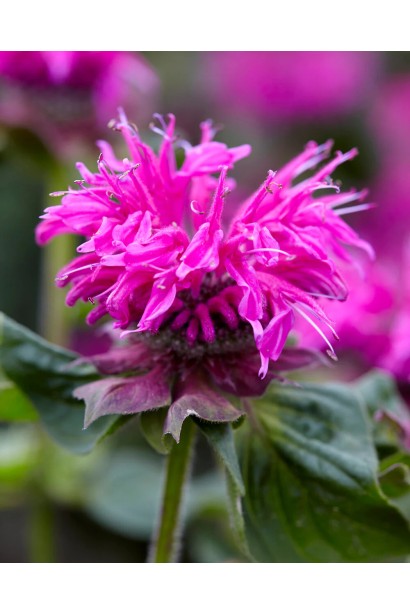 Monarda didyma ‘Bee-Free’